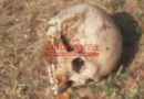 San Nicolás: encontraron un cráneo y restos humanos en una finca cercana al Arroyo del Medio