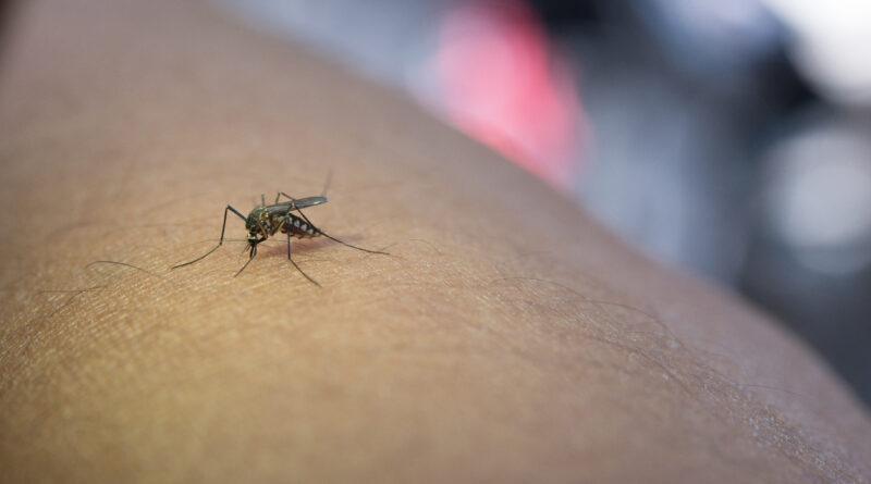 Close Up Of Mosquito Sucking Blood From Human Arm.