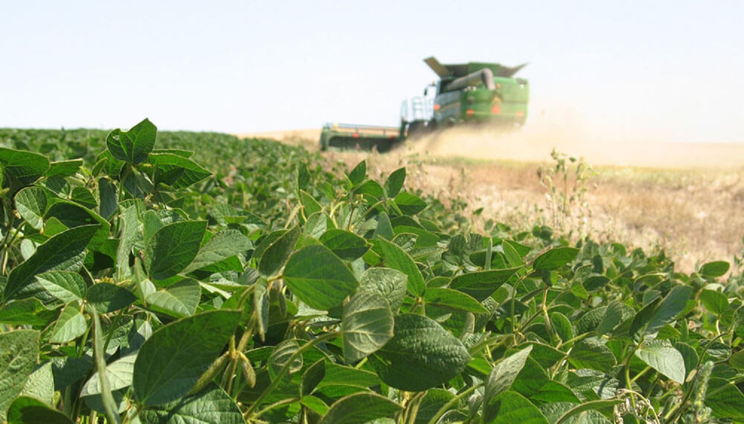 Preocupación en el agro argentino: por la falta de lluvias se deteriora ...