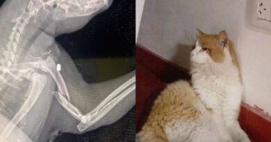 Lanzan una rifa solidaria para ayudar a “Rafa”, un gato que fue atacado con un aire comprimido