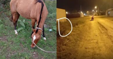 Buscan una yegua desaparecida en la zona de Esquiú al 400