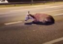 Hallaron un ciervo herido tras ser atropellado en la ruta 9, a la altura de Otamendi