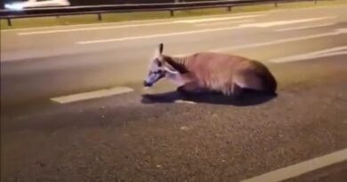 Hallaron un ciervo herido tras ser atropellado en la ruta 9, a la altura de Otamendi