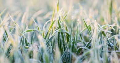 Se registraron temperaturas por debajo de los cero grados: ¿Cuándo llegará el alivio tras la ola polar?