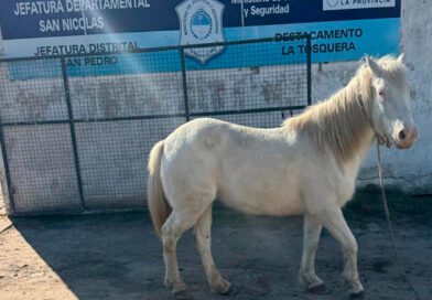 Secuestran un caballo que estaba atado en un lugar no permitido en La Tosquera