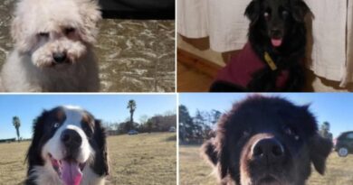 Entraron a robar a una vivienda y se llevaron cuatro perros