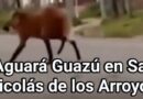 Aguará guazú sorprendió a vecinos de San Nicolás