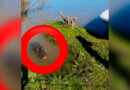 La crecida del Paraná sorprendió a vecinos de Baradero con la aparición de un yacaré