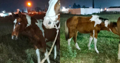 Robaron una potranca de un potrero y el animal fue encontrado carneado
