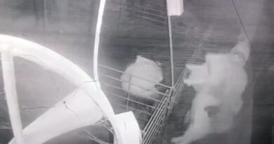 Delincuentes armados atacaron un criadero y se llevaron varios lechones
