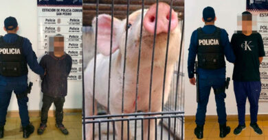 Dos aprehendidos por robar un cerdo de un corral