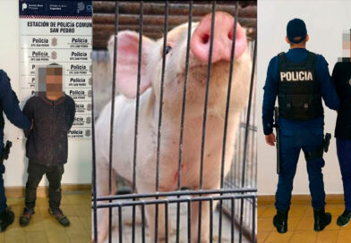 Dos aprehendidos por robar un cerdo de un corral