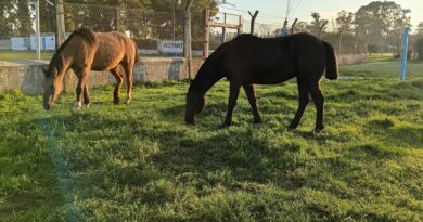 Denuncian en redes el robo de dos caballos en Río Tala