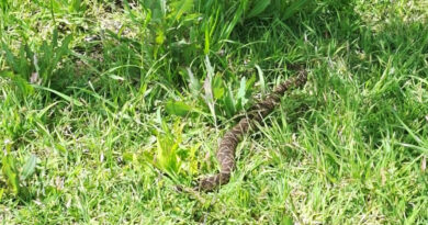 Advierten por la presencia de una serpiente en el Paseo Público