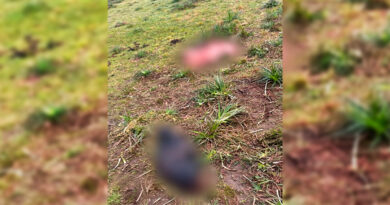 Faenaron siete vacunos y escaparon: investigan un abigeato en un campo de la Ruta 191