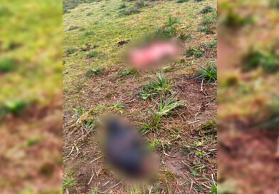 Faenaron siete vacunos y escaparon: investigan un abigeato en un campo de la Ruta 191