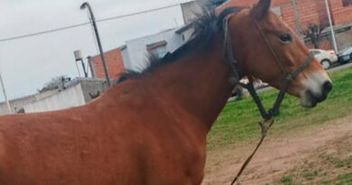 Recuperó su caballo, pero se lo volvieron a robar