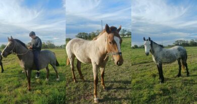 Buscan recuperar caballos que robaron de un predio detrás de Arcor